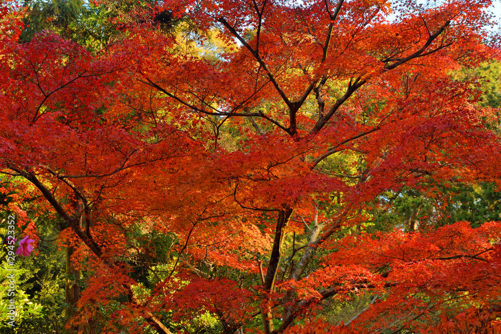 即宗院の紅葉