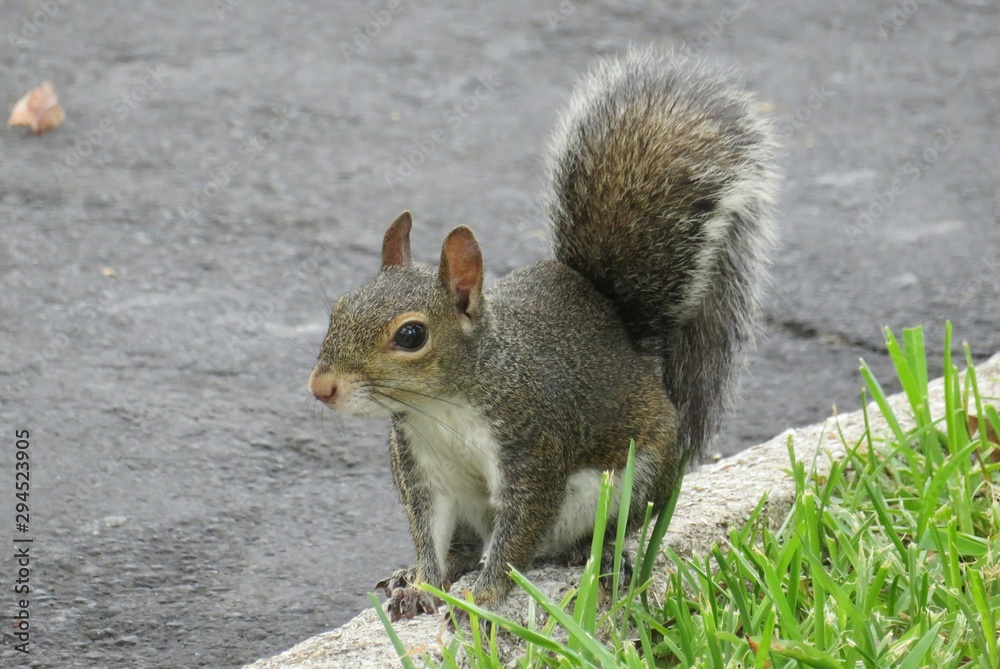Gray american squirrel in Florida, closeup Gray american squirrel in Florida, closeup