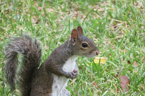 Gray american squirrel on grass in Florida nature, closeup