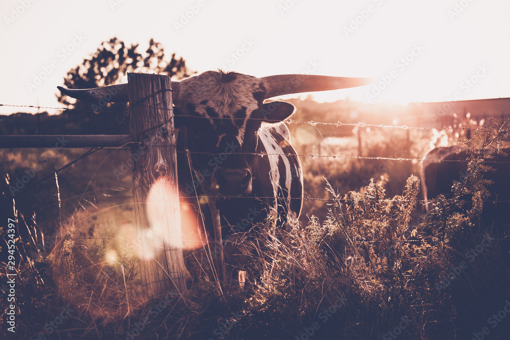 long horn, cute animals, cow lick, cute cow, texas, texas cattle, sun flares, sun, moo, steer, calf, beautiful animals, ranch, ranch land, cow, animal, farm, cattle, bull, agriculture, mammal, livesto - obrazy, fototapety, plakaty 