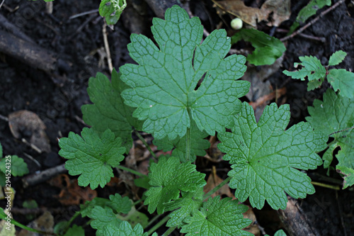 Green Leaf, Fall