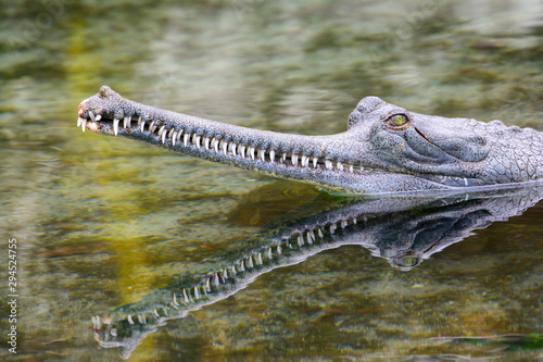 indian gharial (Gavialis gangeticus)