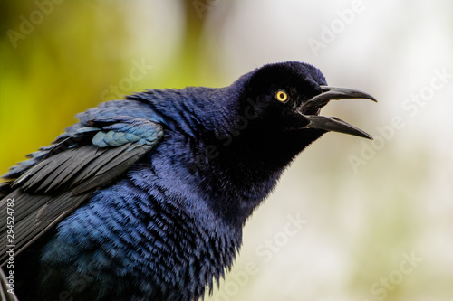 boat-tailed grackle (Quiscalus major) photo