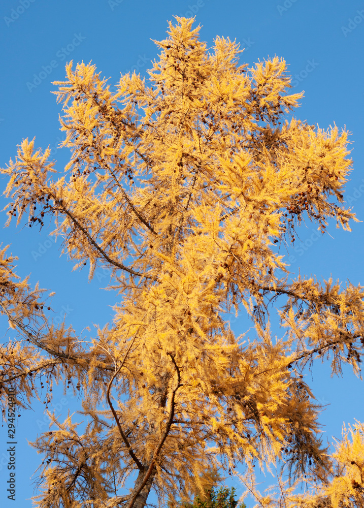 Yellow autumn birch on blue sky background Yellow autumn birch on blue sky background