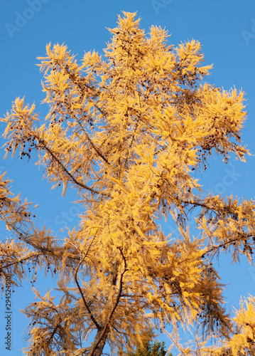 Yellow autumn birch on blue sky background