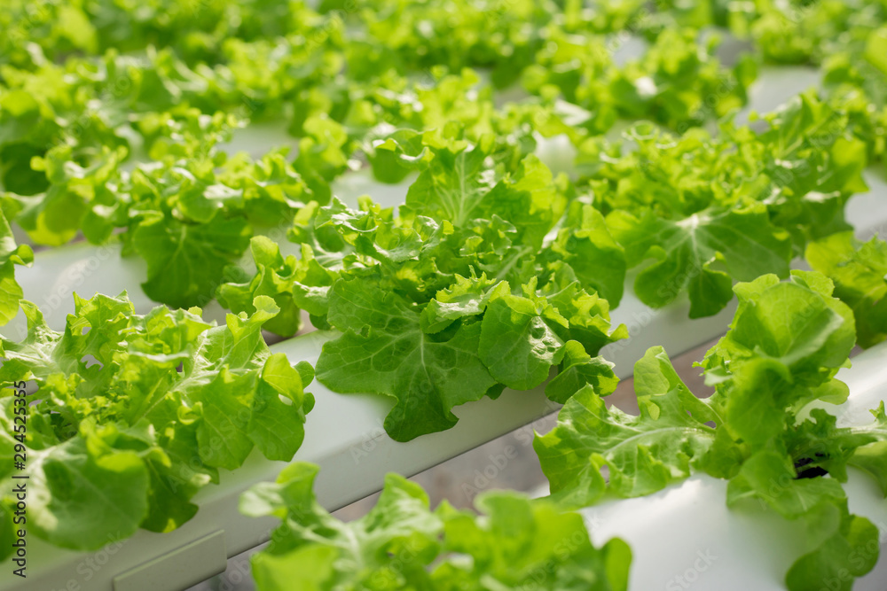Hydroponic Vegetable Farm. How to grow hydroponics using the water system in the greenhouse. Without soil. The concept of growing healthy vegetables in a controlled system. Hydroponic Vegetable Farm. How to grow hydroponics using the water system in the greenhouse. Without soil. The concept of growing healthy vegetables in a controlled system.