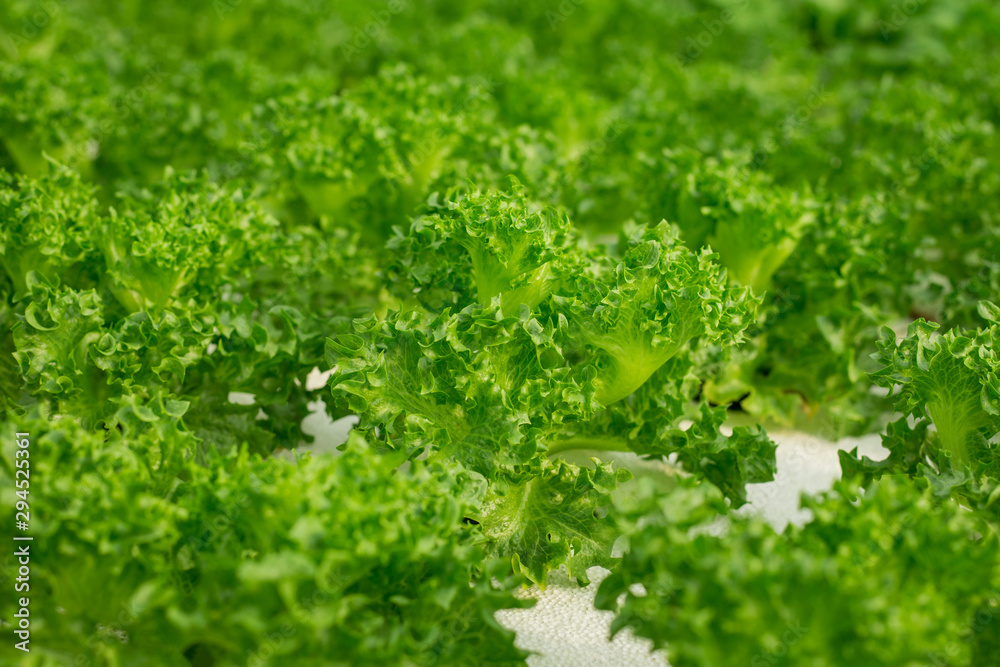 Close Up hydroponic Vegetable Farm. How to grow hydroponics using the water system in the greenhouse. Without soil. The concept of growing healthy vegetables in a controlled system. Close Up hydroponic Vegetable Farm. How to grow hydroponics using the water system in the greenhouse. Without soil. The concept of growing healthy vegetables in a controlled system.