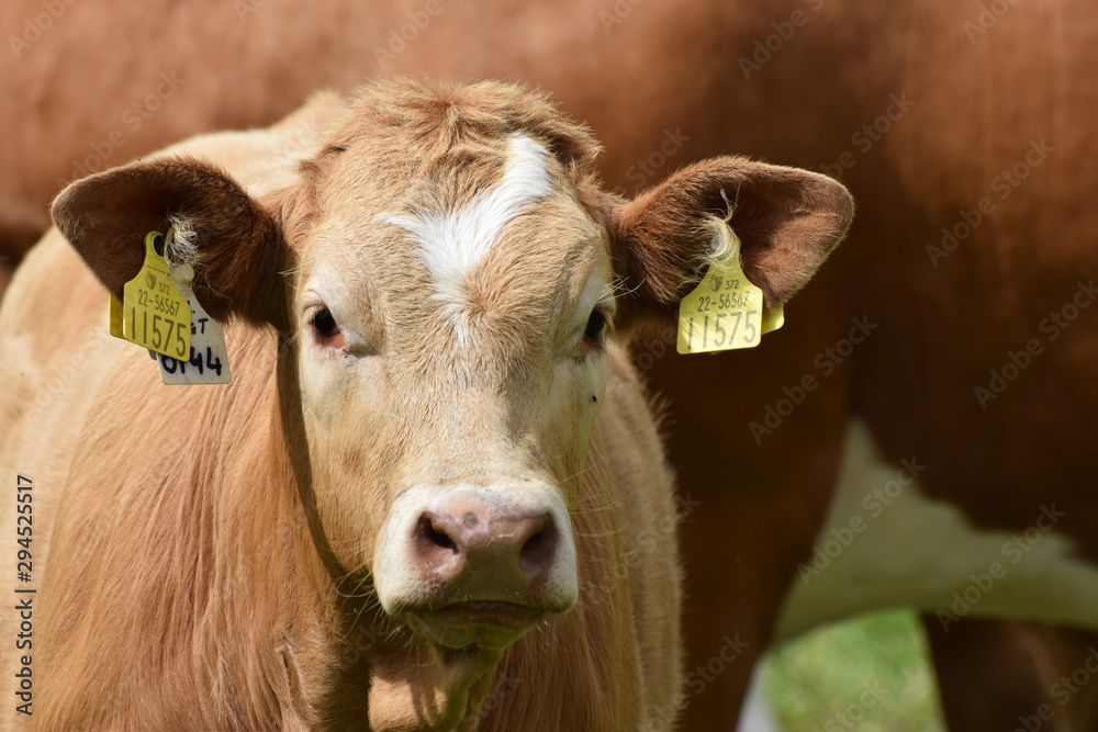 Cattle Cattle
