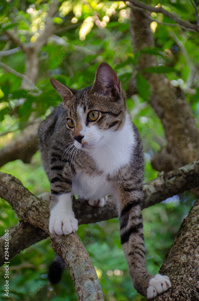 Close-up portrait of cute Thai cat, A cat on the tree