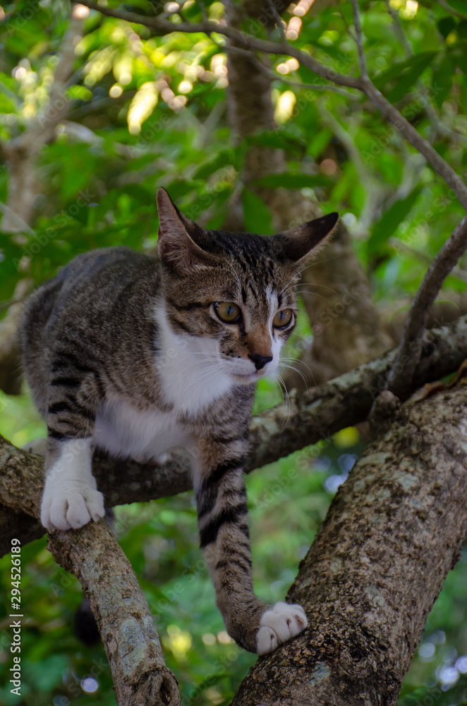 Fototapeta premium Close-up portrait of cute Thai cat, A cat on the tree
