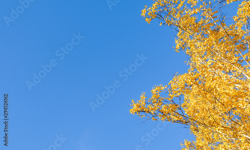 Yellow birch on a background of blue sky in autumn. Copy space  space for text.
