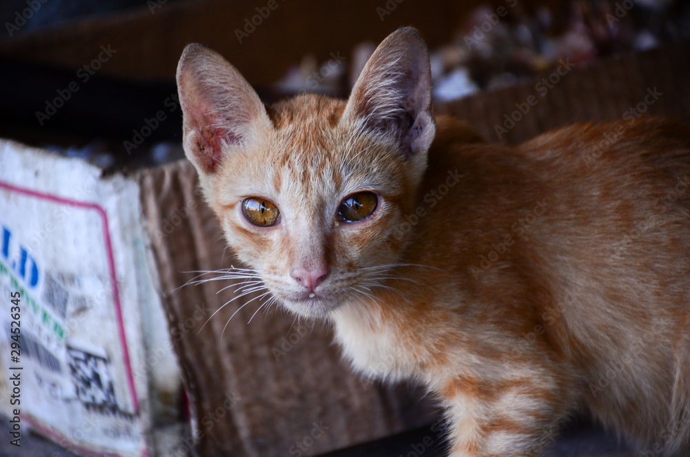 Portrait of cute Thai cat, Beautiful cat's eyes, blur background