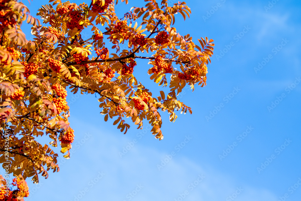 Rowan branches on an autumn sunny day, against the blue sky. Copy space, place for text. Rowan branches on an autumn sunny day, against the blue sky. Copy space, place for text.