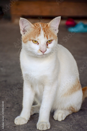Portrait of cute Thai cat, Beautiful cat's eyes, blur background