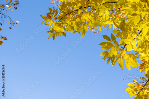 Yellow birch on a background of blue sky in autumn. Copy space, space for text.