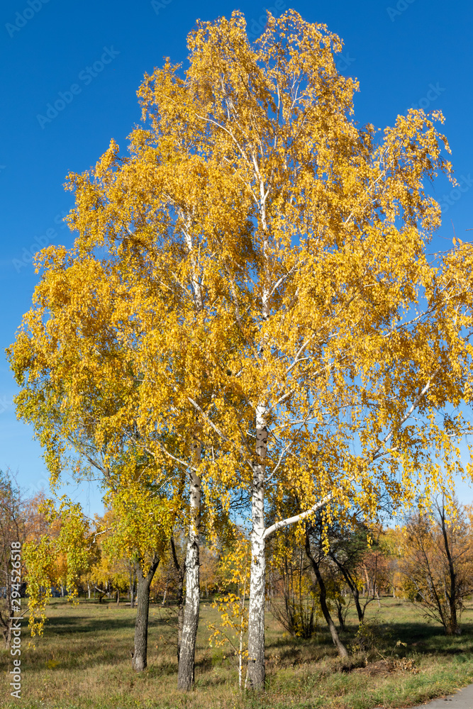 Autumn landscape, yellow trees on the field and blue sky on a sunny day.