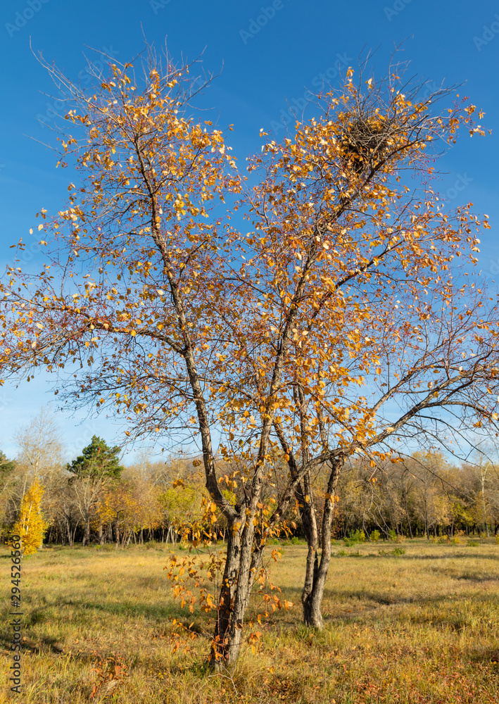 Autumn landscape, yellow trees on the field and blue sky on a sunny day. Autumn landscape, yellow trees on the field and blue sky on a sunny day.