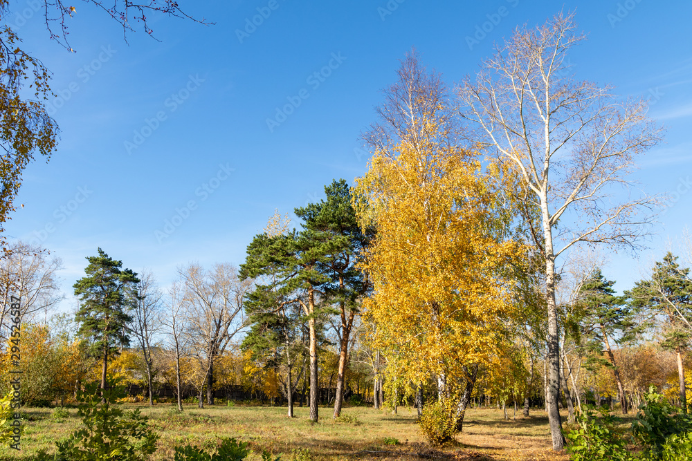 Autumn landscape, yellow trees on the field and blue sky on a sunny day.
