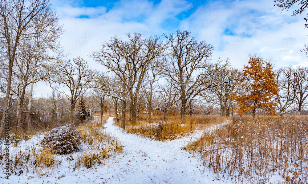 Split in path, snowy forest and trail in Quarry Hill Nature Center, Rochester, Minnesota on a snowy day Split in path, snowy forest and trail in Quarry Hill Nature Center, Rochester, Minnesota on a snowy day