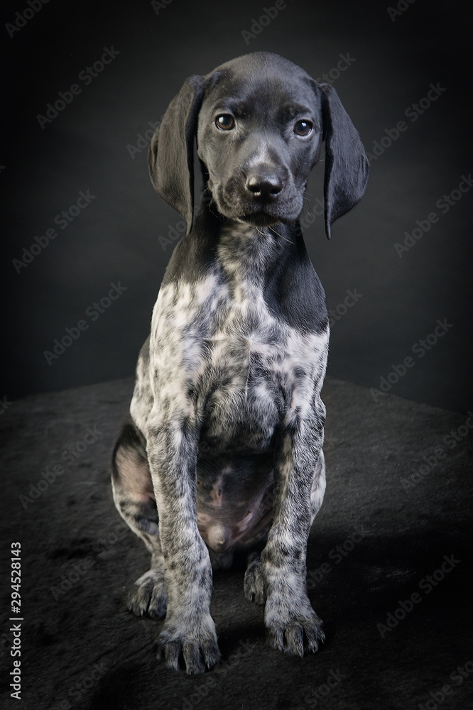 Portrait of a Black and White German Shorthaired Pointer Puppy