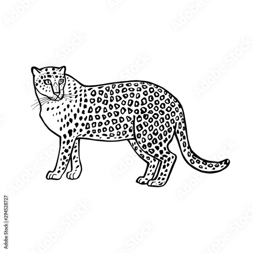 Hand sketch leopard. Vector illustration on a white background.