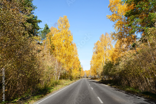 The road in the autumn Pine and birch forest.Beautiful yellow foliage on birch trees © Ольга Васильева