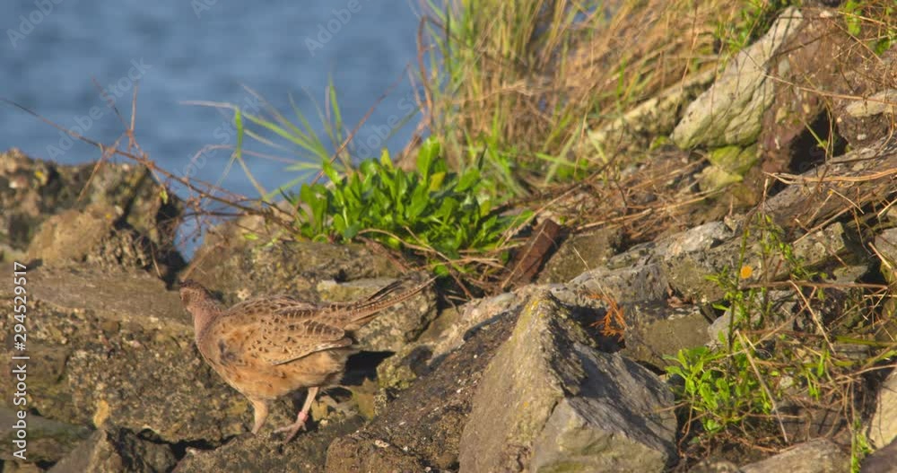Pheasant female bird finding route through coast rocks slow motion nature Pheasant female bird finding route through coast rocks slow motion nature