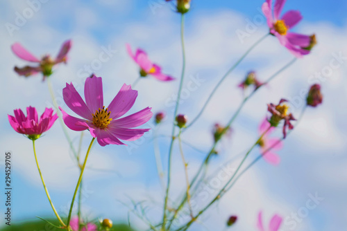 Beautiful cosmos flower in the garden © Wrangler