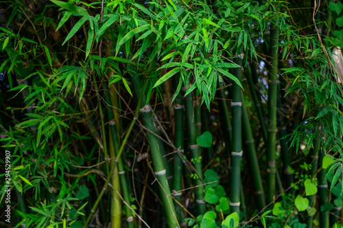 Green bamboo leave in nature