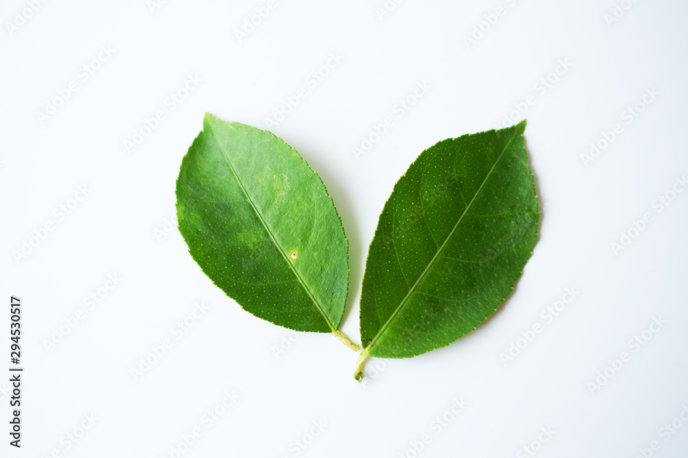 Green leaves, lemon tree isolated on white background. Green leaves, lemon tree isolated on white background.
