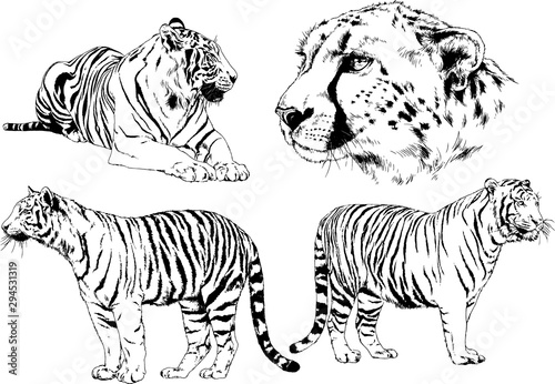 vector drawings sketches different predator , tigers lions cheetahs and leopards are drawn in ink by hand , objects with no background