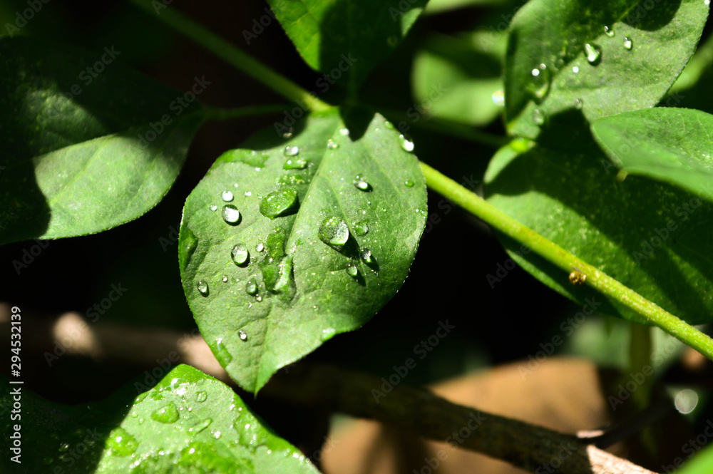 Water droplets on the leaves Water droplets on the leaves