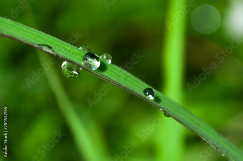 dew on the grass