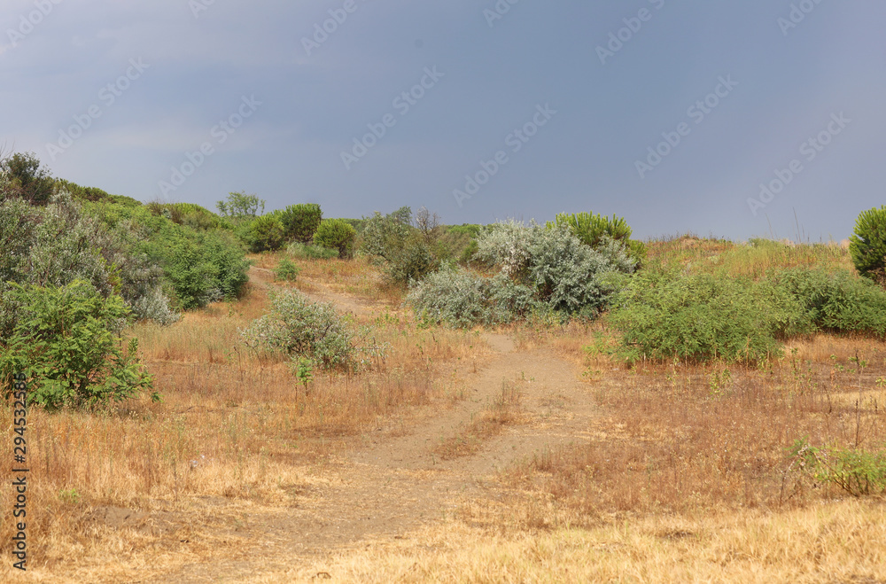 landscape with vegetation shrubs called Mediterranean scrub