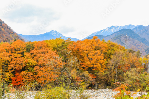 Fototapeta Naklejka Na Ścianę i Meble -  Beautiful autumn leaves of  Takase in omachi district, Nagano PrefectureJapan.
