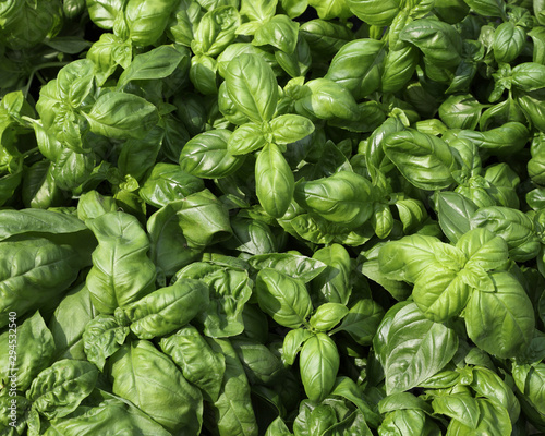 background of very fresh green leaves of the basil