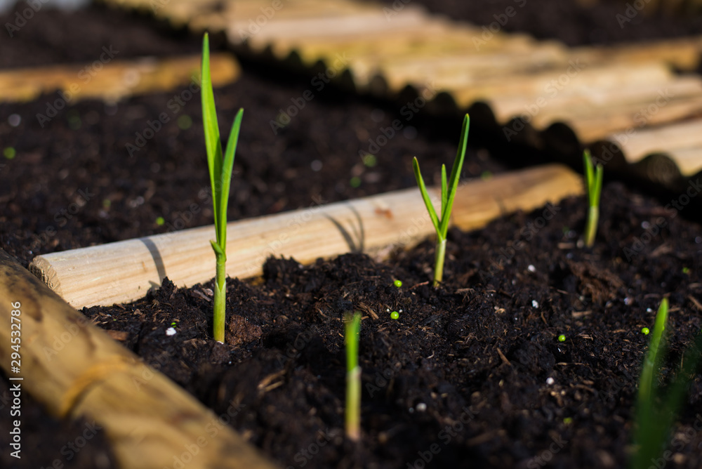 garlic grows in a vegetable garden