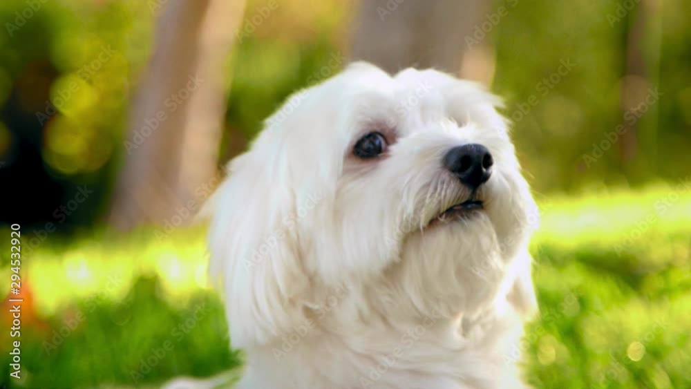 White Fluffy Dog, Coton De Tulear, Serious and Then Smiles White Fluffy Dog, Coton De Tulear, Serious and Then Smiles