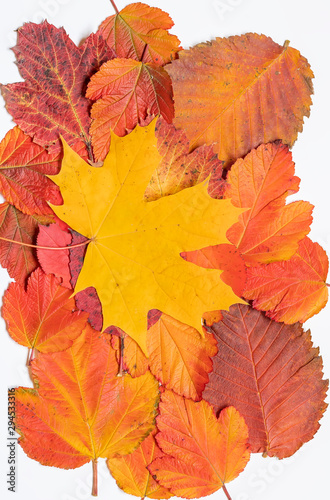 bright colored red and yellow leaves isolated on a white background close up , autumn fall