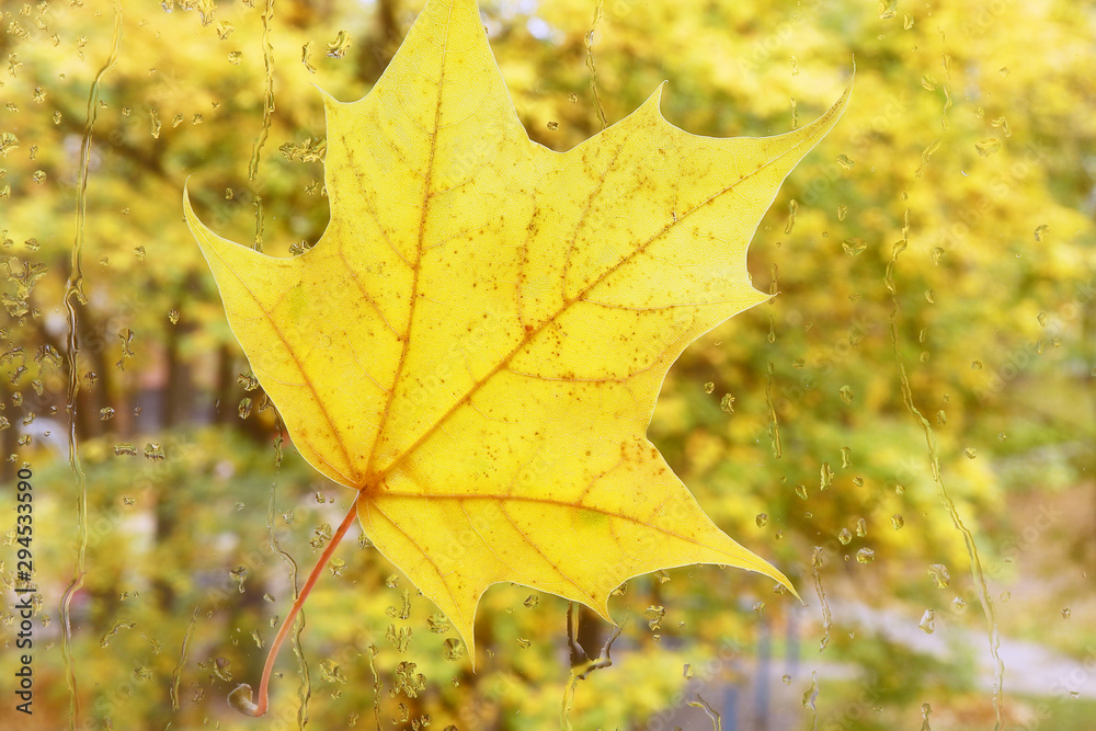Yellow leaf adhered to the glass. Yellow leaf adhered to the glass.