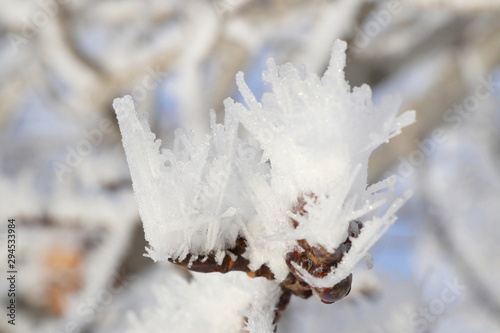 Closeup hoarfrost on tree branch in winter season of Canada, look cold and beautiful. photo