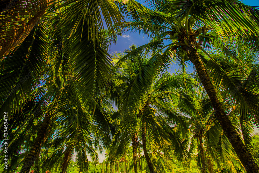 Fototapeta premium palm tree in the wind