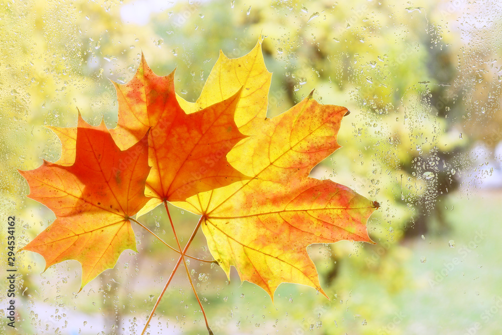 Yellow leaf adhered to the glass. Yellow leaf adhered to the glass.