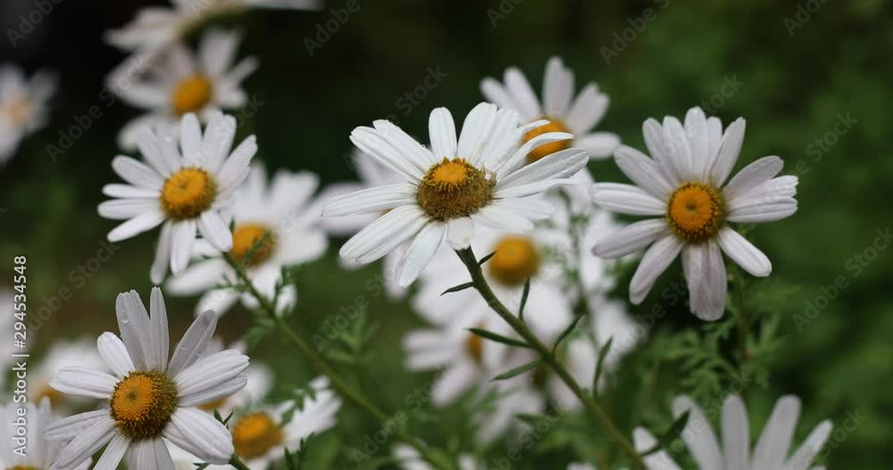 Rain falls on Siberian chrysanthemum on a rainy day Rain falls on Siberian chrysanthemum on a rainy day
