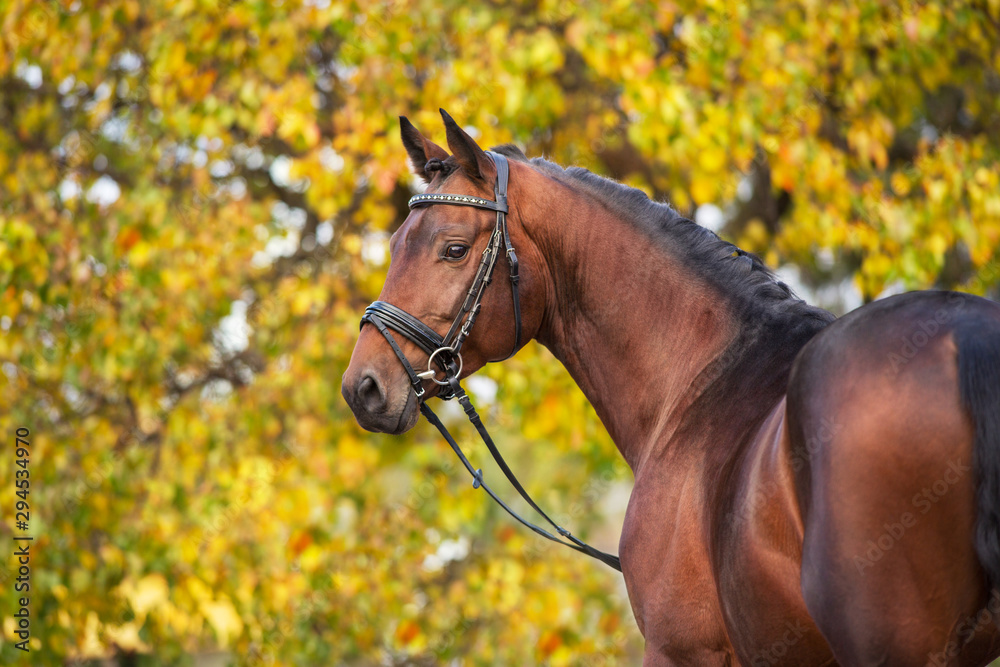 Horse in bridle against yellow and red autumn trees Horse in bridle against yellow and red autumn trees