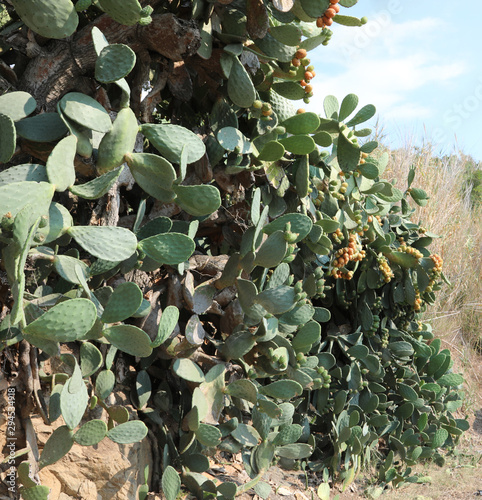 prickly pear also called opuntia is a typical fruit of mediterra photo