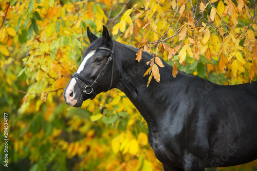 Horse  in bridle against yellow and red autumn trees