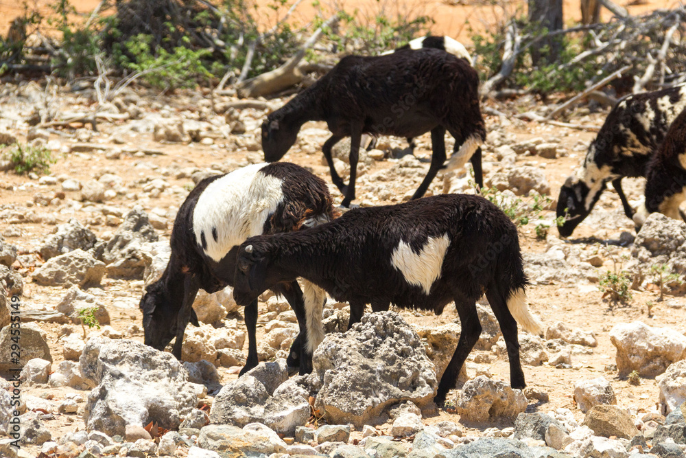 Black goat with a white heart shaped pattern in its fur Black goat with a white heart shaped pattern in its fur