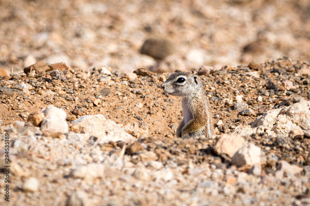 Obraz premium Close up of a ground squirrel that is looking out of a hole, Namibia, Africa