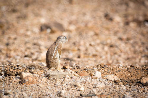 A standing ground squirrel that looks like it is peeing like a man